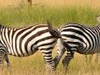 Keňa - Serengeti hlavní (Pixabay.com)
